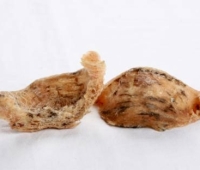 Tổ yến thô hồng (Nguyên yến Phương Nam)