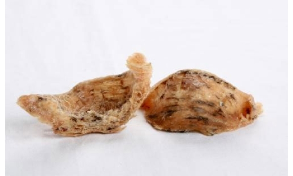 Tổ yến thô hồng (Nguyên yến Phương Nam)